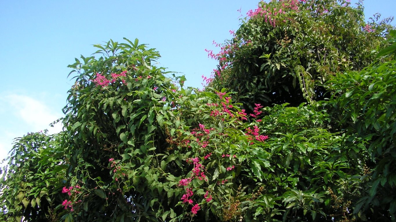 w092_vine21_pv02_Pink flowered vines on Benjamin's mango tree_20111223_tobagojo@gmail.com_P1010002C_1366w_768h